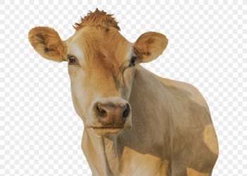 Livestock png clipart, farm animal, | Free PNG - rawpixel