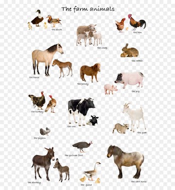 Livestock Stock photography Farm Illustration - animal 