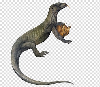 Lizard Animal , Lizard transparent background PNG clipart