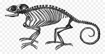 Lizard Chameleons Skeleton Reptile Snakes - lizard 