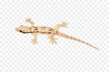 Lizard, Common House Gecko, Reptile, Gecko PNG