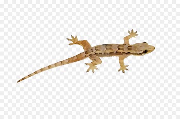 Lizard Gecko Pig Swine influenza Animal -  
