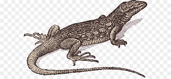 Lizard Gila monster Drawing - lizard 