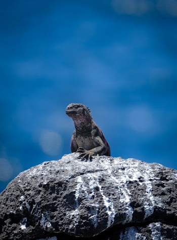 Lizard On Stone