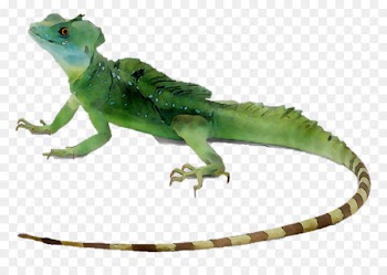 Lizard Reptile Plumed basilisk Common basilisk Green iguana -  