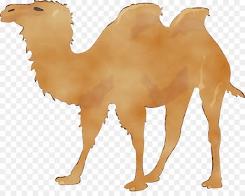 Llama