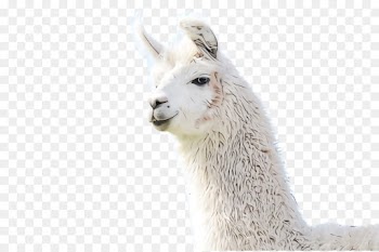 Llama