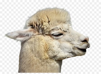 Llama