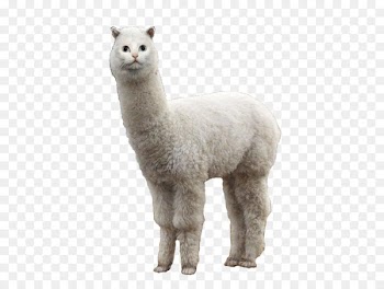 Llama Alpaca Cat Animal - others 