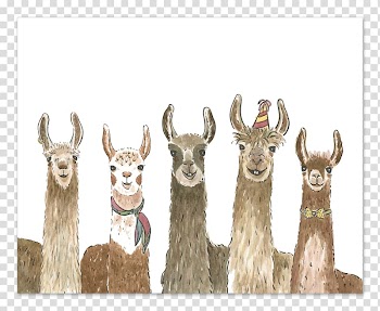 Llama Alpaca Wedding invitation Greeting & Note Cards Birthday, Birthday transparent background PNG clipart