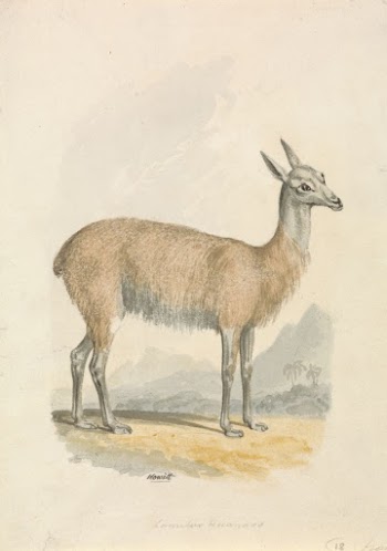 Llama | Free Photo - rawpixel