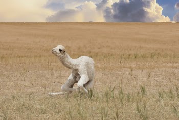 Llama Sitting on Grass Field