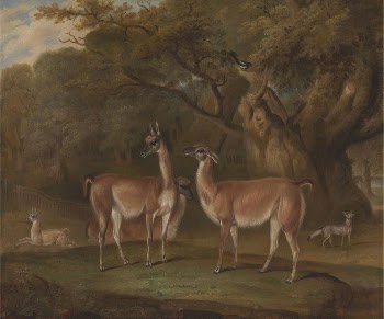 Llamas and a fox in a wooded | Free Photo - rawpixel