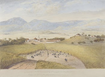 Llanrumny Estate, St. Mary's, Jamaica | Free Photo - rawpixel