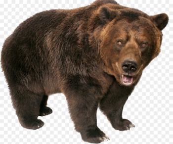 llumac.cat - The Latest Popular bear , png for free download