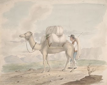 Loaded Camel | Free Photo - rawpixel