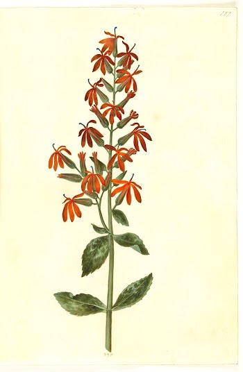 Lobelia cardinalis (cardinal lobelia) by Maria | Free Photo - rawpixel
