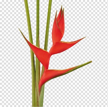 Lobster-claws Tropical Flowers Cut flowers Flowering plant, flower transparent background PNG clipart
