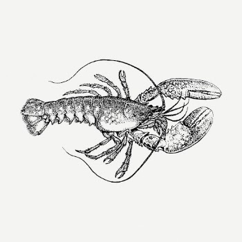 Lobster drawing clipart, animal illustration | Free PSD - rawpixel