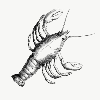 Lobster drawing, illustration vector. Free | Free Vector - rawpixel