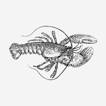 Lobster hand drawn illustration. Free | Free Photo - rawpixel