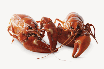 Lobster isolated, seafood design | Free Photo - rawpixel
