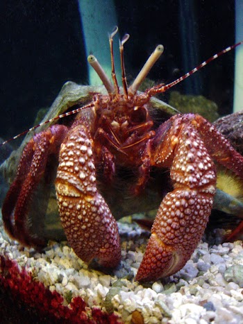 lobster.jpg