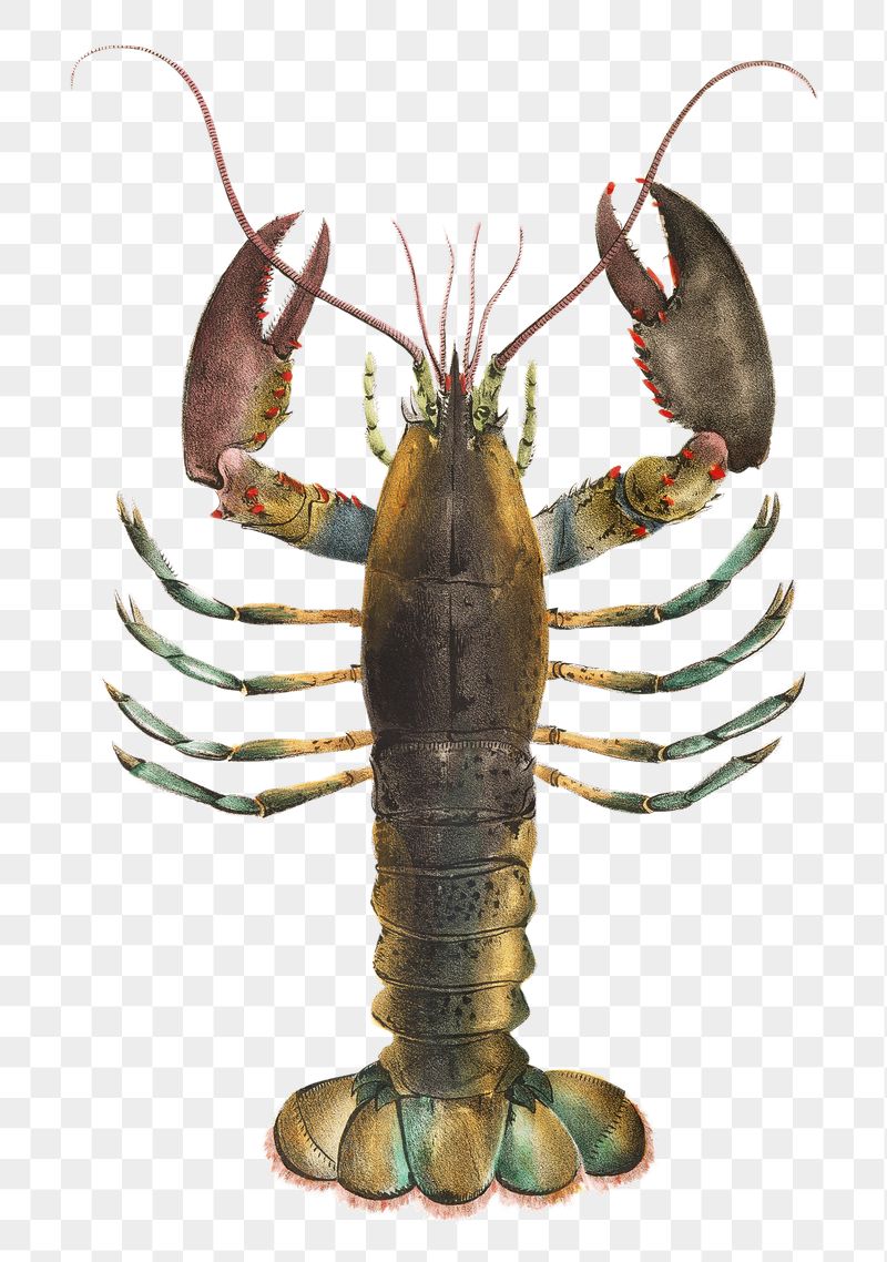 Lobster png animal sticker, transparent | Free PNG - rawpixel