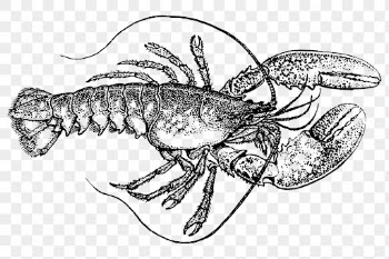 Lobster png clipart, animal hand | Free PNG - rawpixel