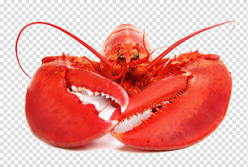 Lobster PNG Download Image