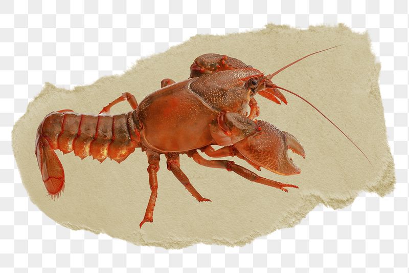 Lobster png ripped paper sticker, | Free PNG - rawpixel