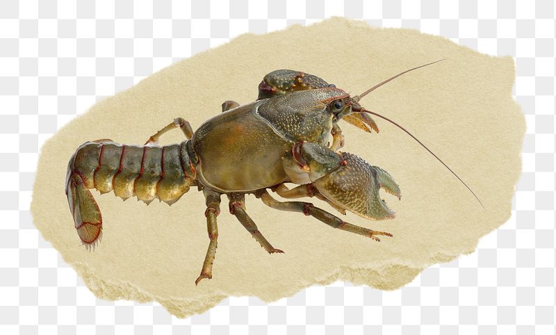 Lobster png ripped paper sticker, | Free PNG - rawpixel