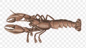 Lobster png sticker, animal illustration | Free PNG - rawpixel