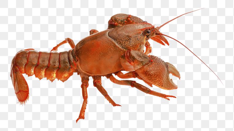 Lobster png sticker, seafood image | Free PNG - rawpixel