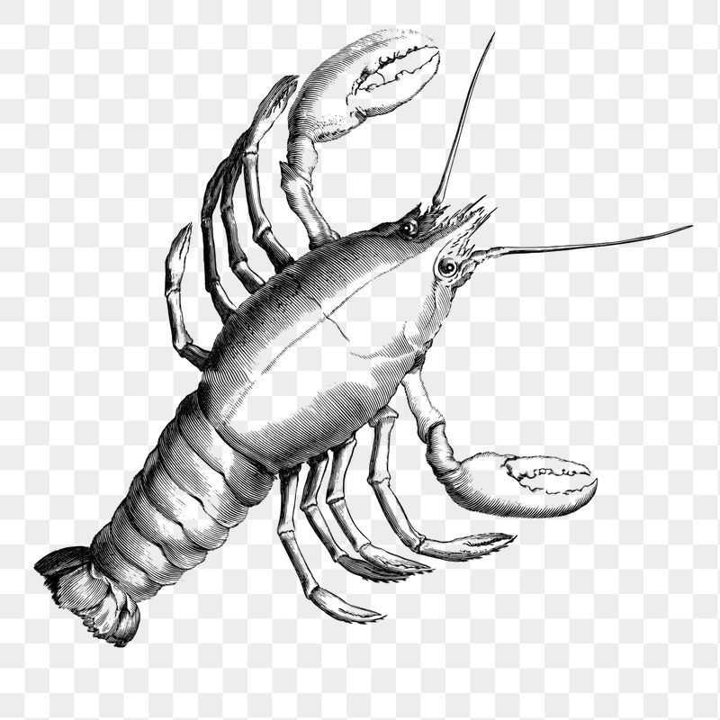Lobster png sticker, transparent background. | Free PNG - rawpixel