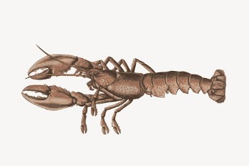 Lobster sticker, animal illustration psd. | Free PSD - rawpixel