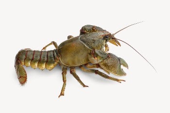 Lobster sticker, sea life image | Free PSD - rawpixel