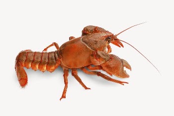 Lobster sticker, sea life image | Free PSD - rawpixel