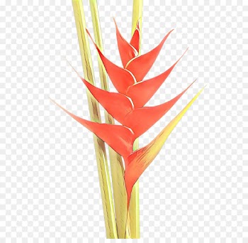 Lobsterclaws, Cut Flowers, Plant Stem, Heliconia, Plant PNG