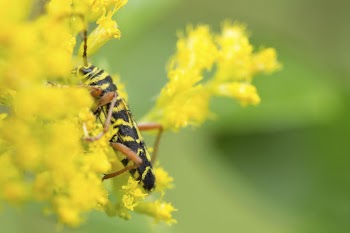 Locust Borer background, longhorn beetle. | Free Photo - rawpixel