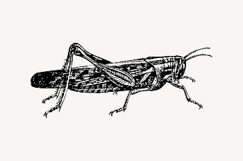 Locust clipart, vintage illustration vector. | Free Vector Illustration - rawpixel