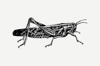 Locust collage element, black & | Free PSD Illustration - rawpixel