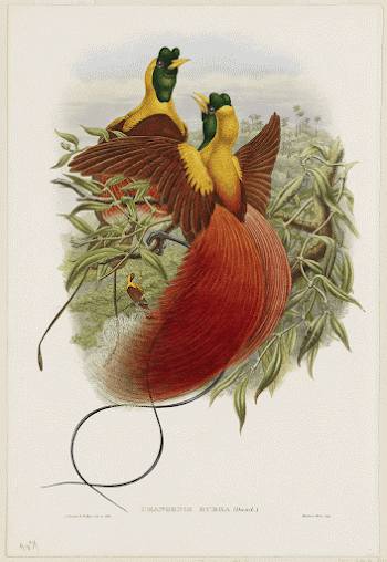 Loddigesia Mirabilis (ca. 1849&ndash;1887) print | Free Photo - rawpixel