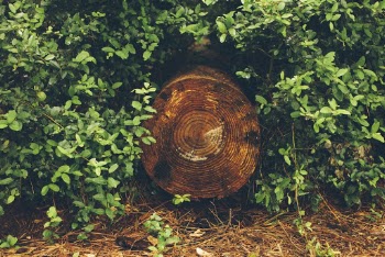 Log In Between Plants
