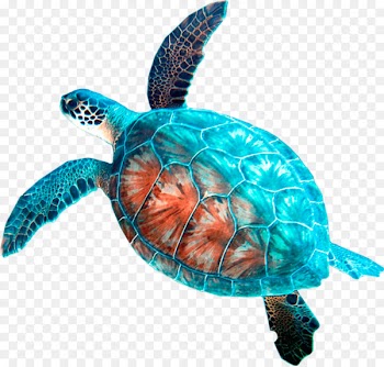 Loggerhead sea turtle Car rental Hanauma Bay - turtle 