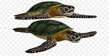 Loggerhead sea turtle Green sea turtle Image - turtle 