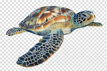 Loggerhead sea turtle Hawksbill sea turtle Tortoise, turtle transparent background PNG clipart