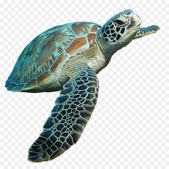 Loggerhead sea turtle Tortoise - Sea turtle 