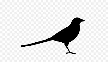 Logo Design American crow Eurasian magpie Silhouette -  