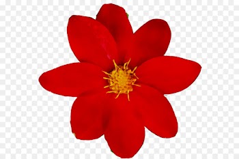 Logo Poinsettia Clip art Christmas Day Design -  